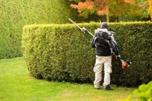 hedge trimming tricks